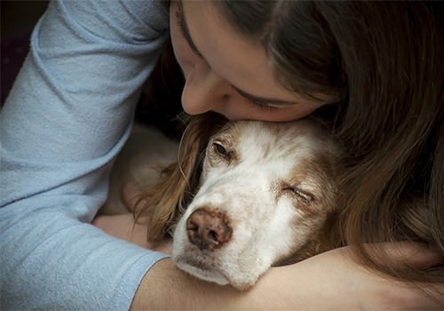 PTBS-Hund Assistenzhund Hessen